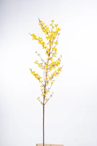 Forsythia 