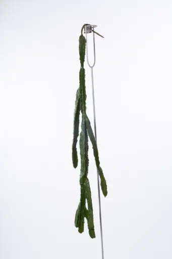 Hanging Rhipsalis 