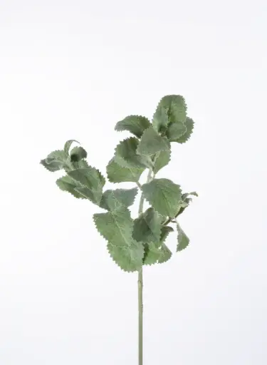 Oregano 