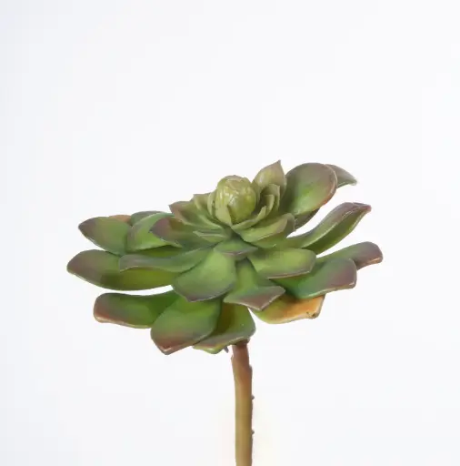 Rosette succulent 