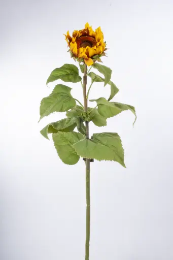 Sunflower xl 