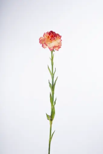 Carnation 