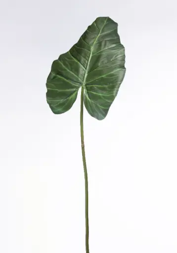 Alocasia