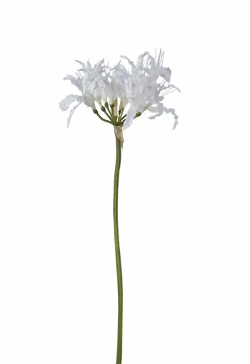 Nerine 