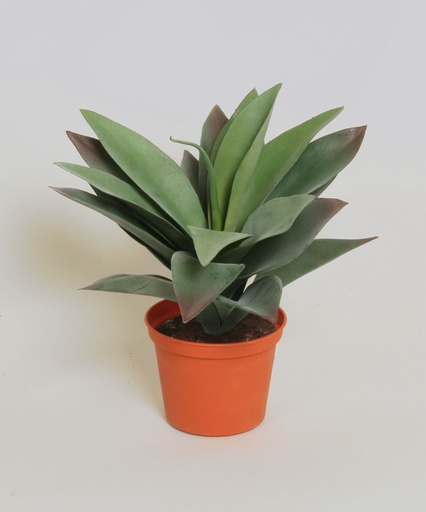 Baby Agave