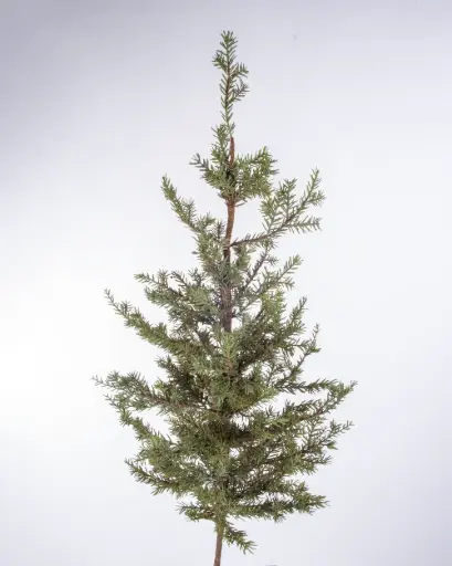 Pine tree 