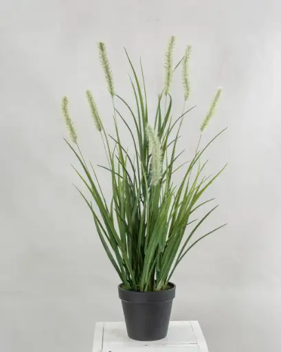 Grass With Plumes Potted  