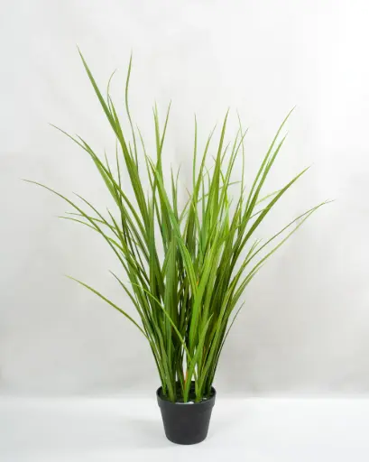 Grass Potted 