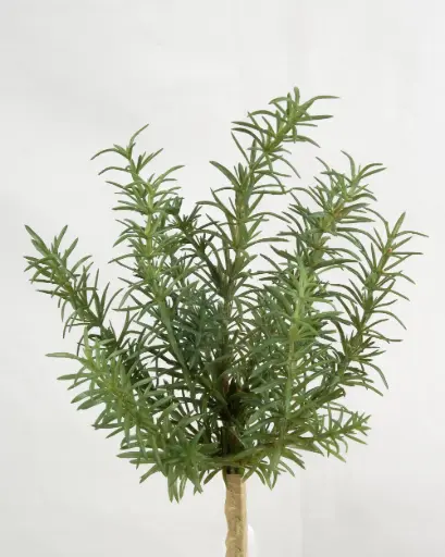 Rosemary Bush 
