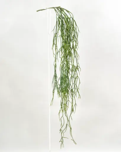 Rhipsalis Hanging 