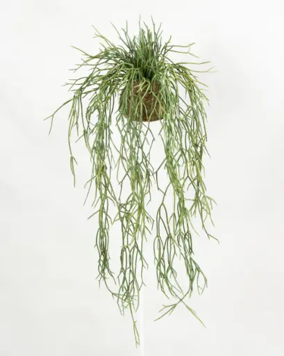 Rhipsalis on Mud Base 