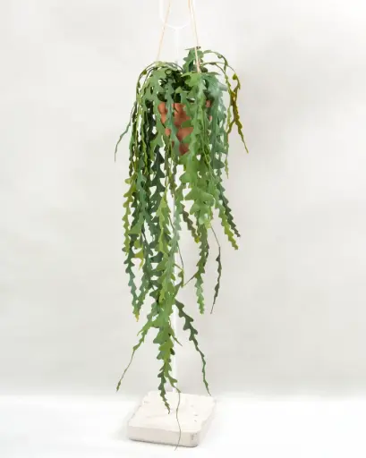 Fishbone Cactus Potted