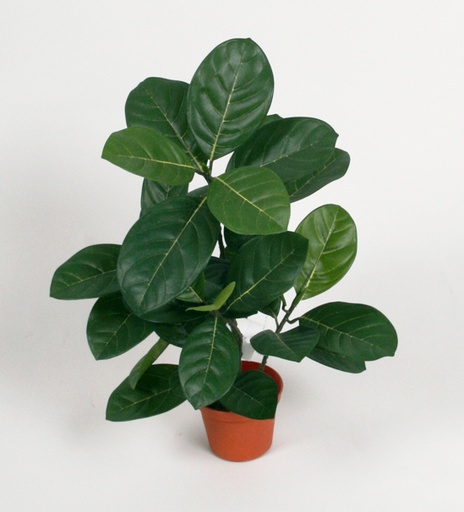 Artocarpus