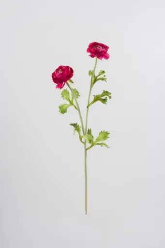 Ranunculus