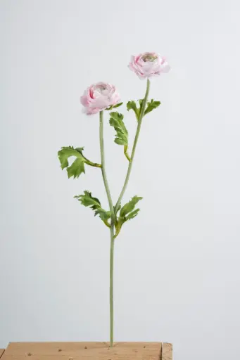 Ranunculus