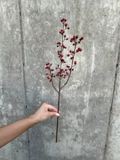 Ilex Branch