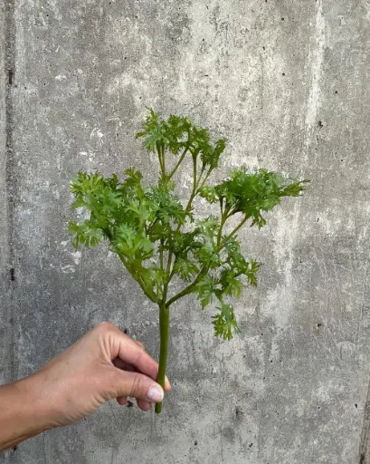 Parsley