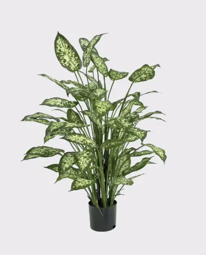 Dieffenbachia, New item – delayed