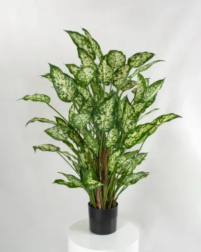 Dieffenbachia