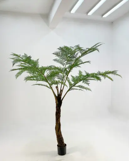 Fern Palm Tree, New item – delayed