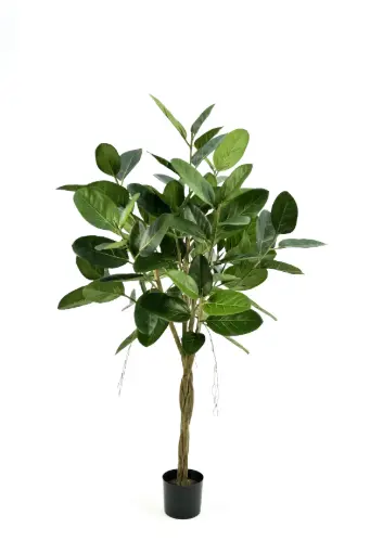 Ficus Audrey, New item – delayed