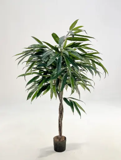 Ficus Amstel King, New item – delayed