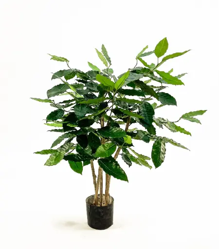 Coffee Tree, New item – delayed