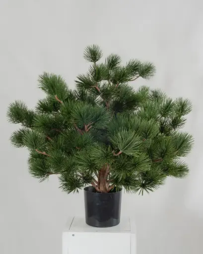 Pine Potted