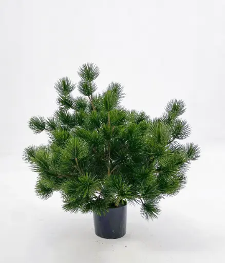 Pine Potted