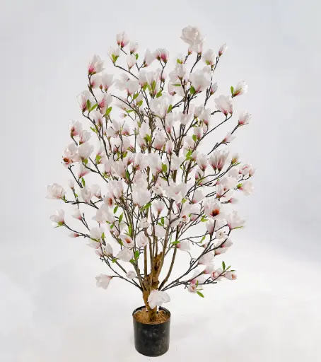 Magnolia Bush, New item – delayed