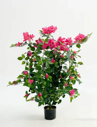 Bougainvillea, New item – delayed