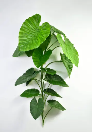 Alocasia (Elephant Ear)