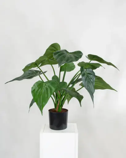 Alocasia Cucullata