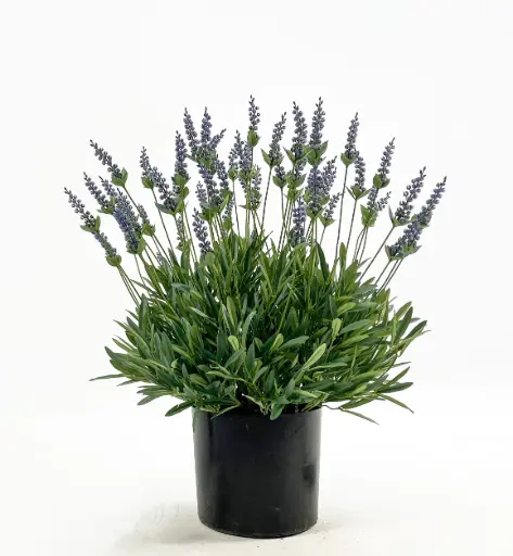 Lavender, New item – delayed