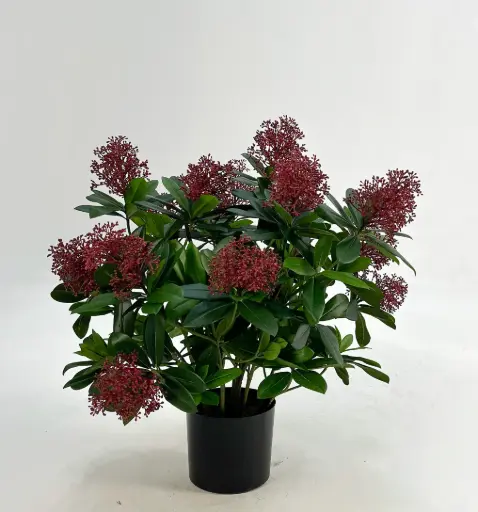 Skimmia, New item – delayed