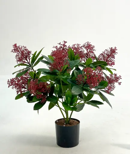 Skimmia, New item – delayed