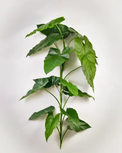 Alocasia
