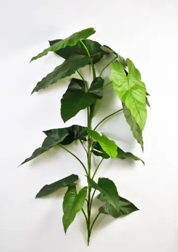 Alocasia, New item – delayed