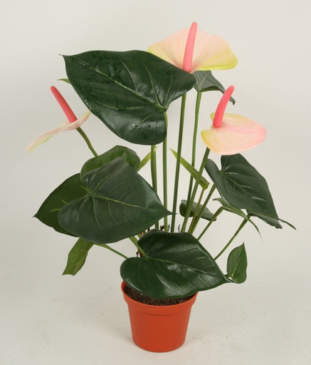 Anthurium