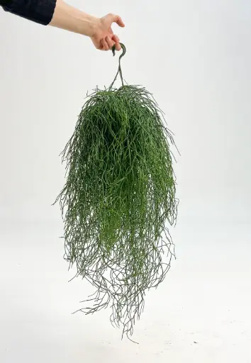 Rhipsalis Baccifera, New item – delayed