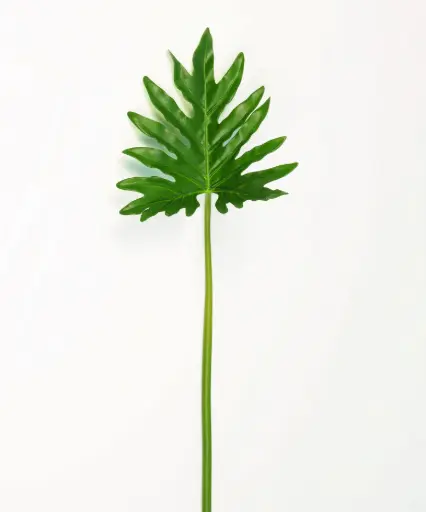 Philodendron Selloum