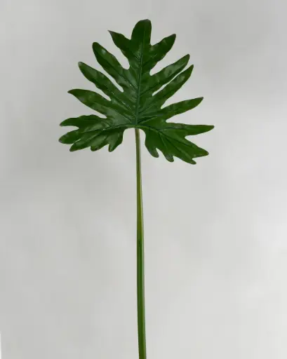 Philodendron Selloum