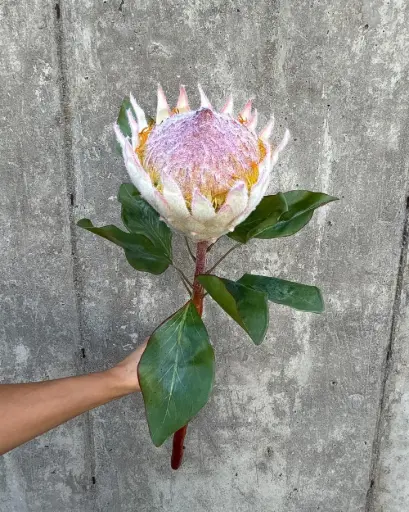 Protea