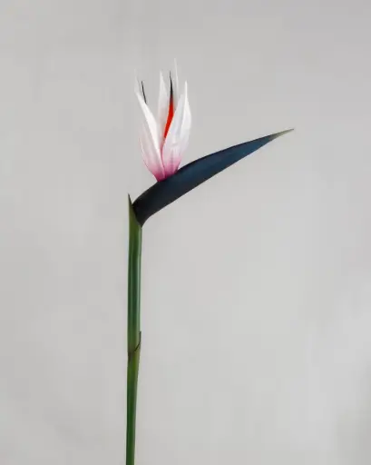 Strelitzia 