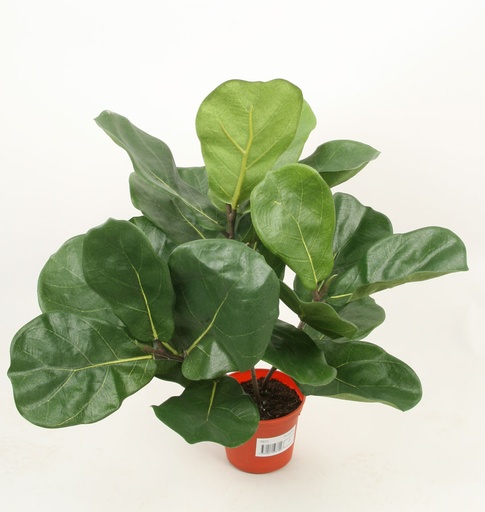 Fiddle Leaf
