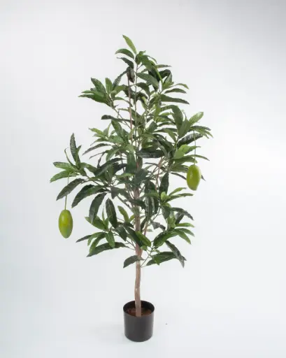 Mango Tree