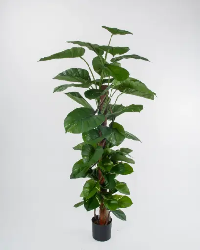Pothos