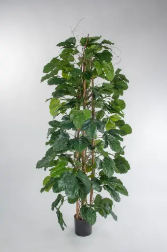 Tetrastigma