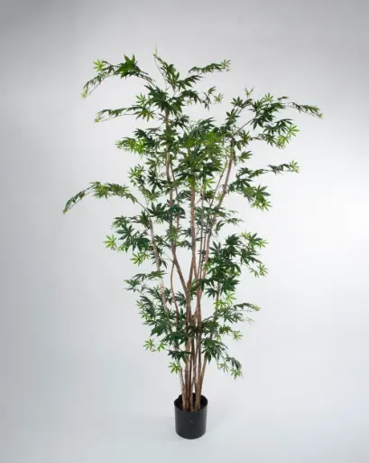 Maple Tree