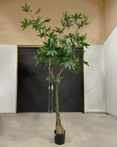 Pachira Tree